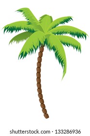 Tropical coconut palm tree on white background.