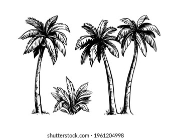 Tropical coconut palm trees. Black and white hand drawn vector. 