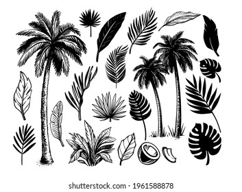 Tropical coconut palm trees. Black and white hand drawn vector. 