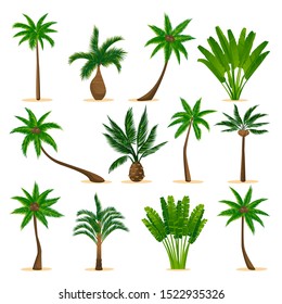 Tropical coconut palm trees set, isolated on white background. Vector flat cartoon illustration. Jungle plants and summer floral design elements.