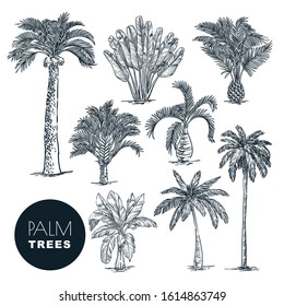 Tropical coconut palm trees set, isolated on white background. Vector sketch illustration. Hand drawn tropical plants and summer floral design elements.