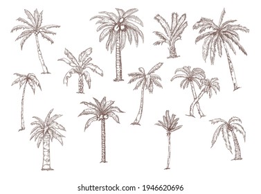 El conjunto de sketch de palmeras de coco tropical. Ilustración vectorial vegetal exótica. Colección de elementos naturales botánicos de verano dibujados a mano. Concepto de flora de la jungla