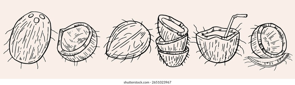 Conjunto de coco tropical, frutas exóticas tiradas à mão. Ilustração de tinta vetorial de férias de verão. Impressão de coco fresco, aloha Hawaii bar menu design objects. Clipart de coco tropical.