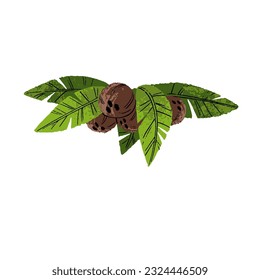 Tropical coconuts cluster on branch with green leaves. Fresh ripe coco nuts, exotic fruits in brown shell growing. Natural summer food. Flat vector illustration isolated on white background