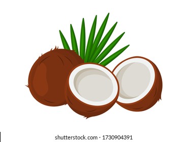 Tropical coconuts with leaves isolated on white background. Vector illustration