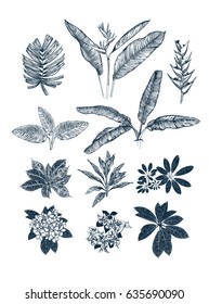 Tropical collection. Botanical hand drawn illustration. Template design for sail, wedding save date,  envelope, valentine, for party, holiday decor. Collection of sketch object.