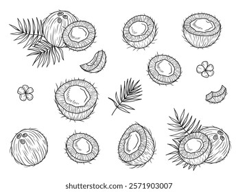 Tropical collection of coconut whole, cut with palm leaves and gardenia taitensis flowers in black on white background. Hand drawn vector sketch illustration in doodle engraved vintage line art style