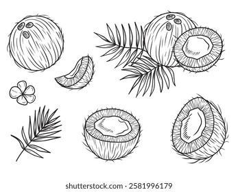 Tropical collection of coconut whole, cut with palm leaves and gardenia taitensis flowers in black on white background. Hand drawn vector sketch illustration in doodle engraved vintage line art style