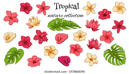 Tropical collection with exotic flowers and carved leaves in cartoon style. Vector illustration for design isolated on white background.