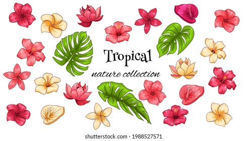 Tropical collection with exotic flowers and carved leaves in cartoon style. Vector illustration for design isolated on white background.