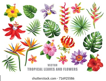 Tropical collection with exotic flowers and leaves. Vector design isolated elements on the white background. - Shutterstock ID 716925586