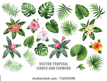 Tropical Collection With Exotic Flowers And Leaves. Vector Design Isolated Elements On The White Background.