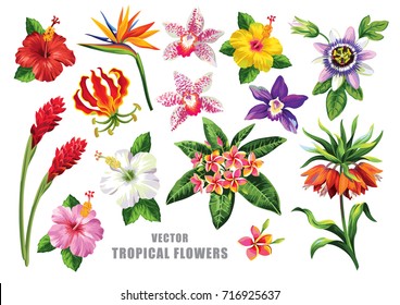 Tropical collection with exotic flowers and leaves. Vector design isolated elements on the white background. - Shutterstock ID 716925637