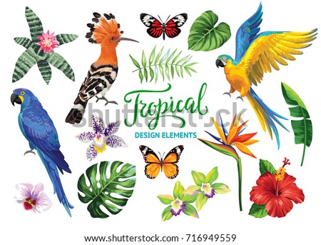 Tropical collection: exotic flowers, leaves, birds and butterflies. Vector isolated elements on the white background.