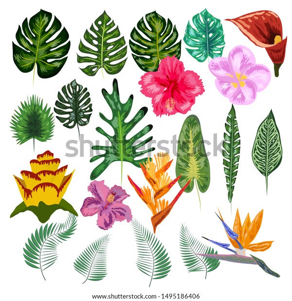 Tropical Collection Exotic Flowers Leaves Design Stock Vector Royalty Free 1495186406 