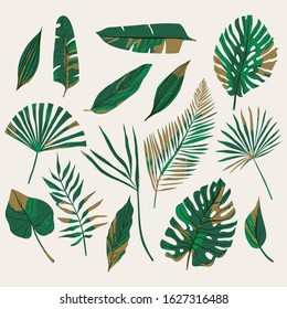 Tropical collection with exotic leaves. Tropical leaves. Palm, monster, banana, jungle leaves, split leaf, philodendron leaves. Vector design isolated elements on the white background.