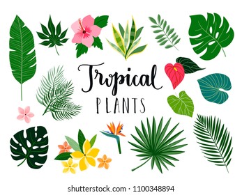 Tropical collection with isolated plants and flowers, vector design