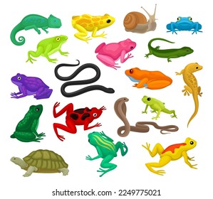 Tropical Colorful Amphibian with Reptile, Frogs, Lizards and Toads Big Vector Set