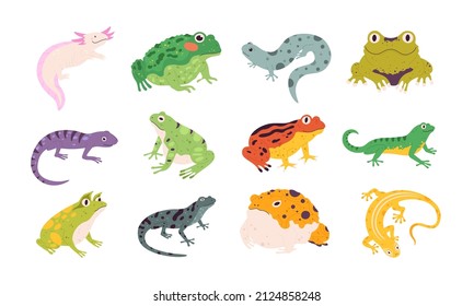 Tropical colorful decorative amphibian frogs, lizards and toads. Terrarium reptile animals, salamander, axolotl and newt. Frog vector set. Different fauna characters in wildlife or zoo
