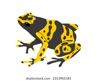 Tropical colorful frog concept. Exotic animal and lizard. Biology and zoology, jungle and rainforest fauna. Wildlife and nature. Cartoon flat vector illustration isolated on white background