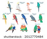 Tropical colorful parrot set. Cartoon birds isolated on white background. 