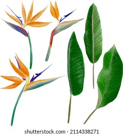 Tropical colorful strelitzia flowers and leaves, individual hand painted watercolor elements