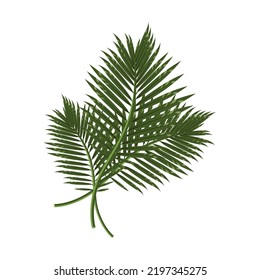 Composición tropical de hojas aisladas en un fondo blanco.La ilustración vectorial se puede usar en postales, textiles, diseños navideños.