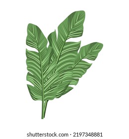Composición tropical de hojas aisladas en un fondo blanco.La ilustración vectorial se puede usar en postales, textiles, diseños navideños.