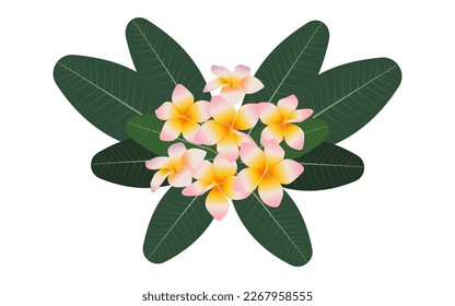 Tropical composition of plumeria flowers and green leaves on a white background. Vector.