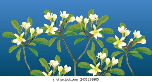 Tropical composition of plumeria flowers and green leaves on a white background. Vector.