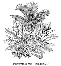 Tropical composition with sketchy palm trees and banana leaves. Isolated black and white vector illustration.