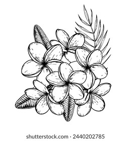 Tropische Zusammensetzung von Vektor-Plumeria-Blüten, Palmblatt-Illustration auf isoliertem Hintergrund. Schöne botanische Hand gemalt linearen exotischen frangipani. Für Designer, Spa Dekoration, Postkarten, Mi