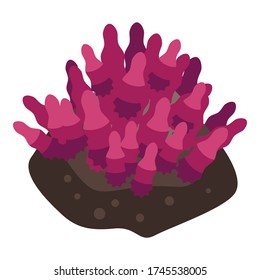 Tropical coral icon. Isometric of tropical coral vector icon for web design isolated on white background