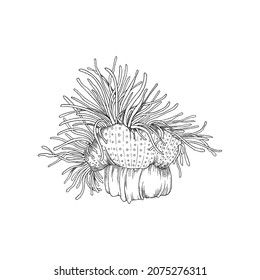 Tropical coral polyp monochrome vintage style drawing, hand drawn vector illustration isolated on white background. Coral reef underwater tropical plant.