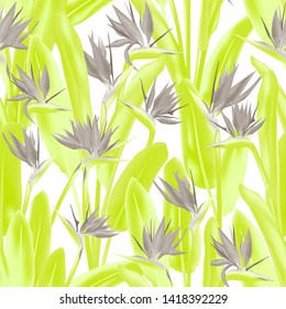 Tropical crane flower vector seamless pattern. Jungle exotic tropical plant fabric design. South African plant tropical blossom of crane flower, strelitzia. Floral textile print.