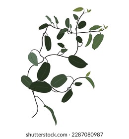 Tropical creepers, liana, climbing exotic plant, clip art. Hoya flower