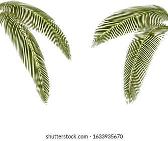 Tropical dark green palm leaves. On both sides. Isolated on a white background without mesh and gradient. Vector illustration