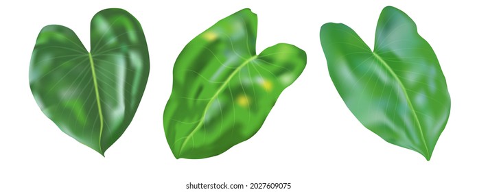 Tropical decor leaves set isolated on white background. Vector illustration 