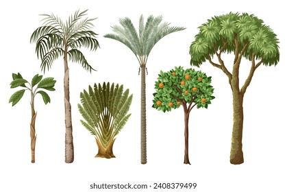 Árboles tropicales aislados. Vector