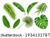 exotic tropical leaves