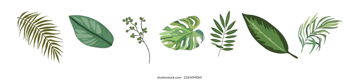 Tropical different type exotic leaves vector set.