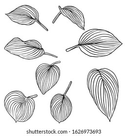Tropical domestic leaves collection. Isolated fern elements on white background set. Jungle forest home exotic leaf, twig, and branches foliage, natural real live leaves, herbs drawing. Vector.