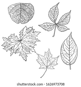 Tropical domestic leaves collection. Isolated fern elements on white background set. Jungle forest home exotic leaf, twig, and branches foliage, natural real live leaves, herbs drawing. Vector.