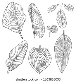 Tropical domestic leaves collection. Isolated fern elements on white background set. Jungle forest home exotic leaf, twig, and branches foliage, natural real live leaves, herbs drawing. Vector.