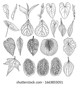 Tropical domestic leaves collection. Isolated fern elements on white background set. Jungle forest home exotic leaf, twig, and branches foliage, natural real live leaves, herbs drawing. Vector.