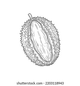 Tropical durian isolated vector cut fruit sketch monochrome icon. Vector asian smelling fruit with odour flavour, breadfruit jackfruit, vegetarian food. Exotic dessert, tasty pulp, Durio zibethinus