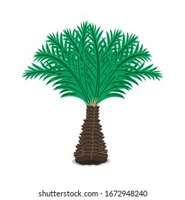 Tropischer Zwergpalm. Vektorillustration. Einzeln auf weißem Hintergrund.