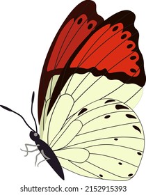 Tropical elegant butterfly with colorful wings and antennae isolated on white background. Gorgeous exotic spring insect. Colored flat texture vector illustration