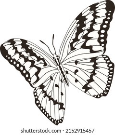 Tropical elegant butterfly with colorful wings and antennae isolated on white background. Gorgeous exotic spring insect. Colored flat texture vector illustration