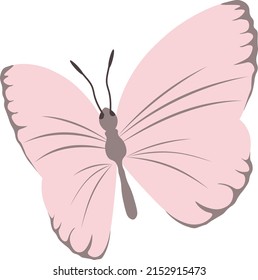 Tropical elegant butterfly with colorful wings and antennae isolated on white background. Gorgeous exotic spring insect. Colored flat texture vector illustration